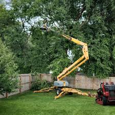 Professional Tree Removal and Landscaping Services in Appomattox, VA